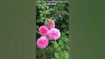 Роза Принцесс Александра Оф Кент в продаже! 14.08.23