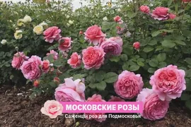 Роза английская парковая Принцесс Александра (Princess Alexandra of Kent)