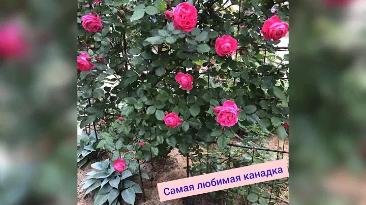 Три сорта роз, зимующих на 5+ в нашем регионе💗3. Alexander MacKenzie