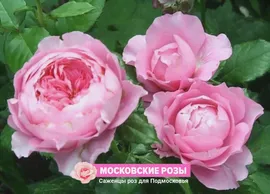 Роза английская парковая Принцесс Александра (Princess Alexandra of Kent)