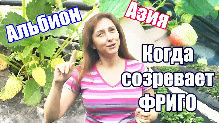 Через сколько дней поспевает КЛУБНИКА ФРИГО после посадки? Сорт Азия и Альбион