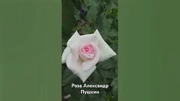 Роза Александр Пушкин/Prince Jardinier, MEItroni, Schloss Ippenburg, Alexandre Pouchkine