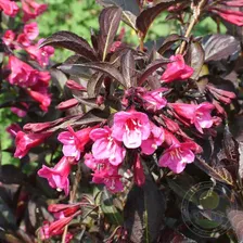 Вейгела цветущая Александра / Вайн энд Роузес (Weigela florida Alexandra / Wine and Roses)
