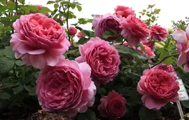 Александра принцесса оф Кент.Princess Alexandra of Kent (AUSmerchant)Austin Великобритания, 2007Английские розы