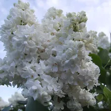 Сирень Александра Котова