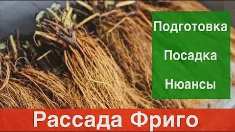 Рассада Фриго :Подготовка.Посадка.Нюансы.