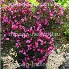 Саженцы Вейгелы цветущей Александра (Weigela Alexandra)