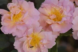 Роза Alexandra Alicia (Александра Алисия)