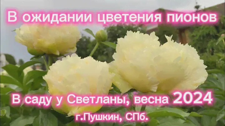 В ожидании цветения пионов. В саду у Светланы, г.Пушкин(С-Петербург), весна 2024