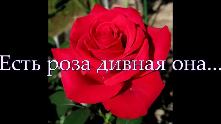 Есть роза дивная... Пушкин Александр Сергеевич