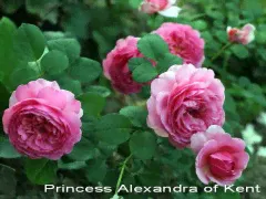 Принцесс Александра оф Кент (PRINCESS ALEXANDRA OF KENT) АНГЛ.-0