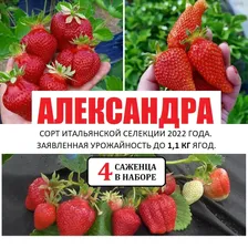 Саженцы Клубники сорт "Александра", 4 саженца ЗКС в горшках Р9, Новинка 2022 года, КСД, ранний сорт